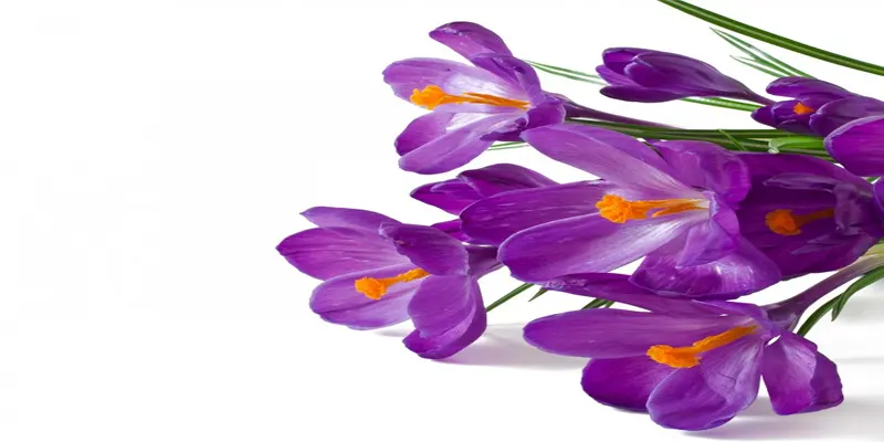 Guide to Buying Saffron in Texas