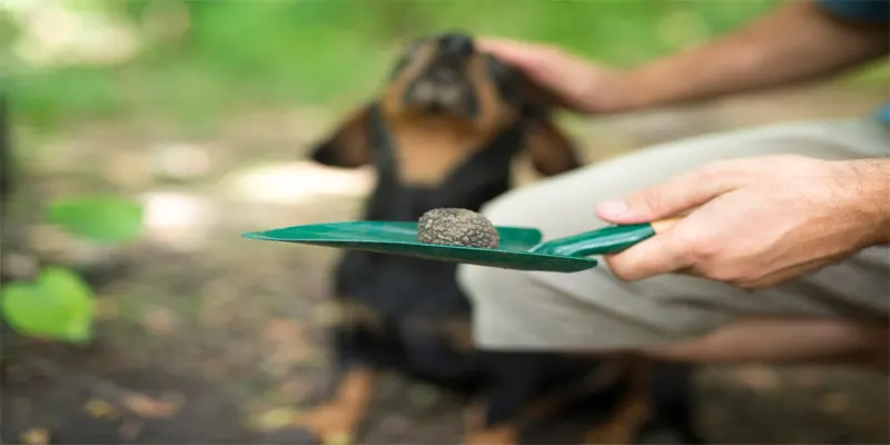 Truffle hunting