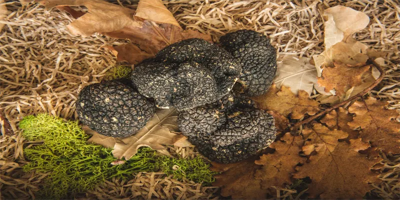 Fresh Truffles near me