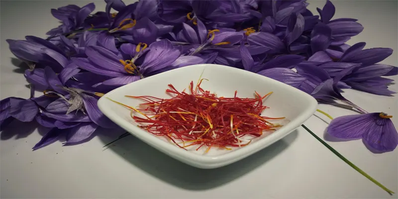 Saffron Medicinal Uses and Warnings